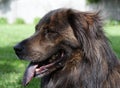 Large brown dog panting Royalty Free Stock Photo