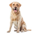 Large Brown Dog Sitting on White Floor