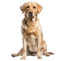 Large Brown Dog Sitting on White Floor