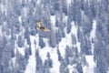 Golden eagle soaring above snow and trees in the background. Royalty Free Stock Photo