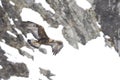 Golden eagle soaring with snow and mountain rocks in the background. Royalty Free Stock Photo