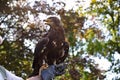 A large brown eagle sits on the ornithologist`s glove against a background of forest and foliage