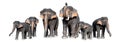 Large brown elephant White background Isolate