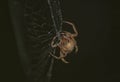 Large Brown Female Garden orb weaver Spider Family Araneidae, Genus: Eriophora Royalty Free Stock Photo