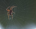 Large Brown Female Garden orb weaver Spider Family Araneidae, Genus: Eriophora Royalty Free Stock Photo