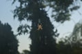 Large Brown Female Garden orb weaver Spider Family Araneidae, Genus: Eriophora Royalty Free Stock Photo