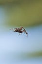 Large Brown Female Garden orb weaver Spider Family Araneidae, Genus: Eriophora Royalty Free Stock Photo