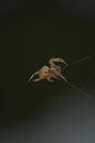 Large Brown Female Garden orb weaver Spider Family Araneidae, Genus: Eriophora