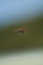 Large Brown Female Garden orb weaver Spider Family Araneidae, Genus: Eriophora Royalty Free Stock Photo