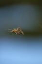 Large Brown Female Garden orb weaver Spider Family Araneidae, Genus: Eriophora Royalty Free Stock Photo