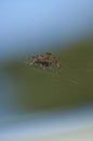 Large Brown Female Garden orb weaver Spider Family Araneidae, Genus: Eriophora Royalty Free Stock Photo