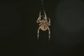 Large Brown Female Garden orb weaver Spider Family Araneidae, Genus: Eriophora