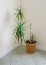 A large brown flower pot with a tropical dracaena flower stands in the corner of a living room or office space, vertical