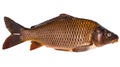 Large, brown, fresh-caught freshwater carp.