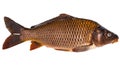 Large, brown, fresh-caught freshwater carp. Royalty Free Stock Photo