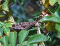 Large brown grasshopper among green leaves Royalty Free Stock Photo