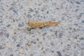 Large brown grasshopper sitting on the road summer day Royalty Free Stock Photo