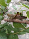 a large brown grasshopper was on the branch of a guava tree Royalty Free Stock Photo