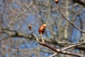 a large brown and green chestnut bud on a blurred natural background Royalty Free Stock Photo