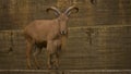 Large brown horned goat in the wild Royalty Free Stock Photo