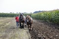 Large brown horses and plow in the netherlands in summer Royalty Free Stock Photo