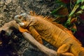 Large brown iguana on a tree with scales Royalty Free Stock Photo