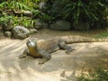 A large brown Komodo dragon basks in the sand in a bird park around tropical plants. Posing from a different look. Bali