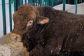 Large brown Limousin bull resting at agricultural animal exhibition