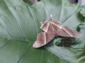Large brown moth lyssa zampa resting Royalty Free Stock Photo