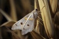 large brown moth that sits atop a tall leaf in macro, Generative AI