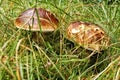 Large brown mushrooms hidden in the grass