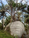 a large brown natural stone, on which grows wild plants