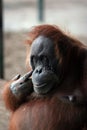 Large brown orangutan