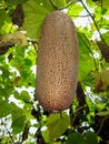 Large brown overripe cucumber on bush at summer.