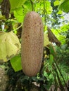 Large brown overripe cucumber on bush at summer.