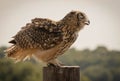 Large brown owl with closed eyes sitting on a tree stump in profile Royalty Free Stock Photo