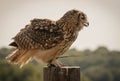 Large brown owl sitting on a tree stump in profile Royalty Free Stock Photo