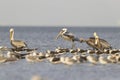 An adult brown pelican in flight Royalty Free Stock Photo