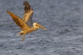 An adult brown pelican in flight Royalty Free Stock Photo