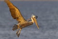 An adult brown pelican in flight Royalty Free Stock Photo