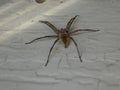 Large Brown Recluse Spider on White Wall Royalty Free Stock Photo