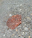 Large Brown-Red Leaf on Loft-Style Concrete Gravel Royalty Free Stock Photo