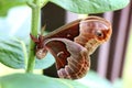 Large Brown and Red Promethea Silkmoth Moth on Milkweed Plant in Royalty Free Stock Photo