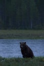 Large Brown resting in a Finnish bog