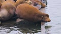 Large brown resting sealion above the water