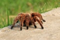 A large brown Rose Hair Tarantula crawling in the garden, Chile Royalty Free Stock Photo