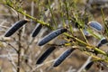 Large Brown Scotch Broom Seed Pods