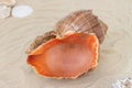 Large brown seashell with little light shells on the sand beach