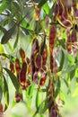 Large brown seed pods and foliage of Australian native Golden Wattle, Acacia pycnantha, family Fabaceae. Floral emblem of Australi Royalty Free Stock Photo