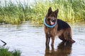 A large brown shepherd dog stands in the river and looks at the photographer.